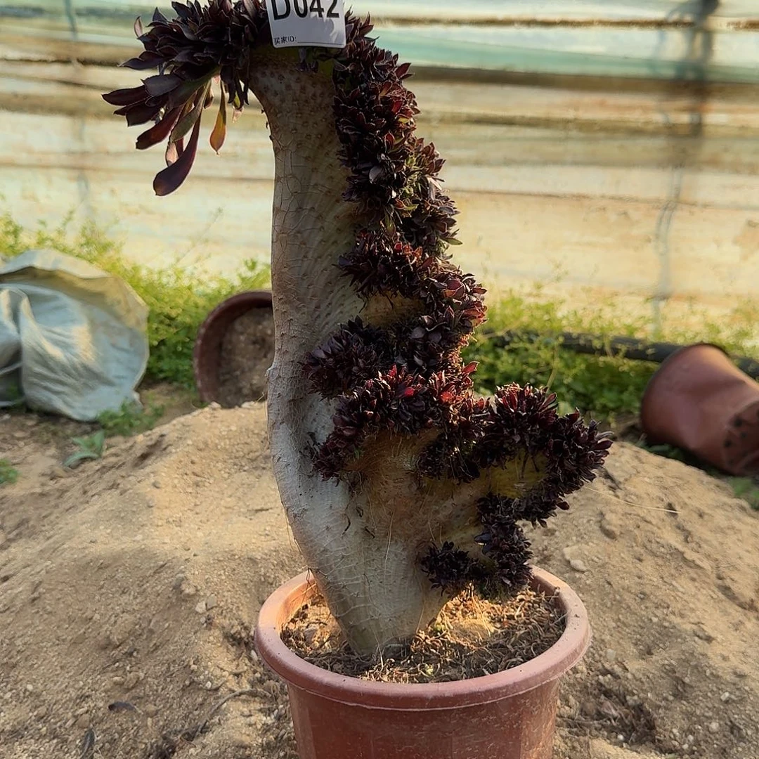 042黑法师一颗微瑕