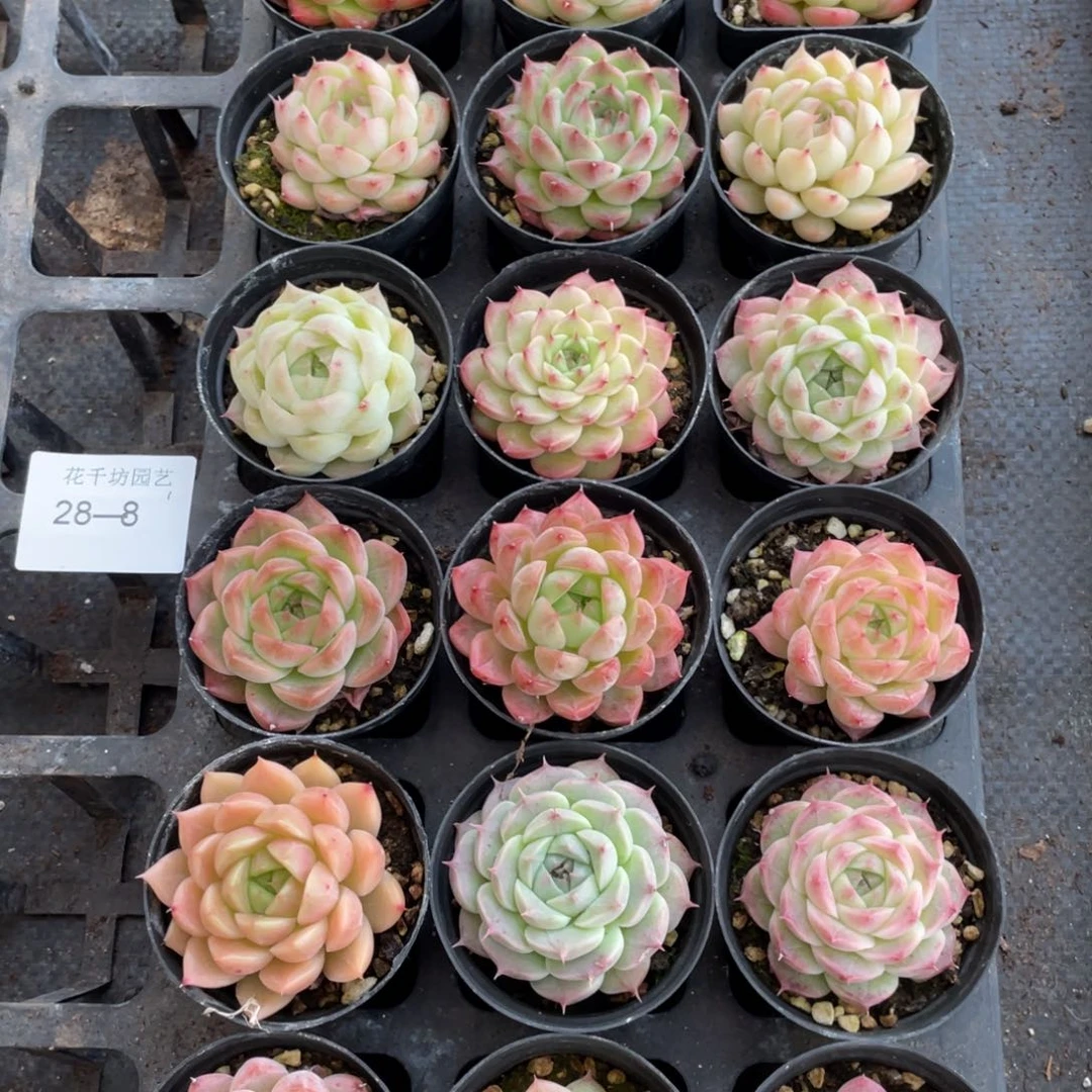 一物一拍18棵28-8