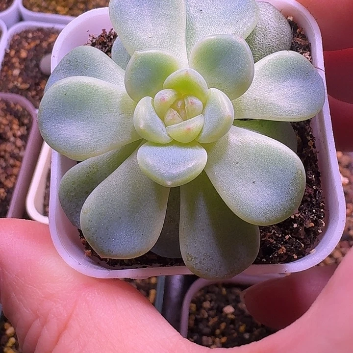 2909甜心开播福利