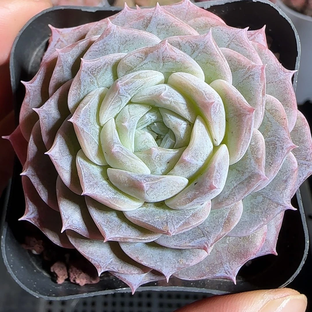 多肉1219-37纯爱纯爱