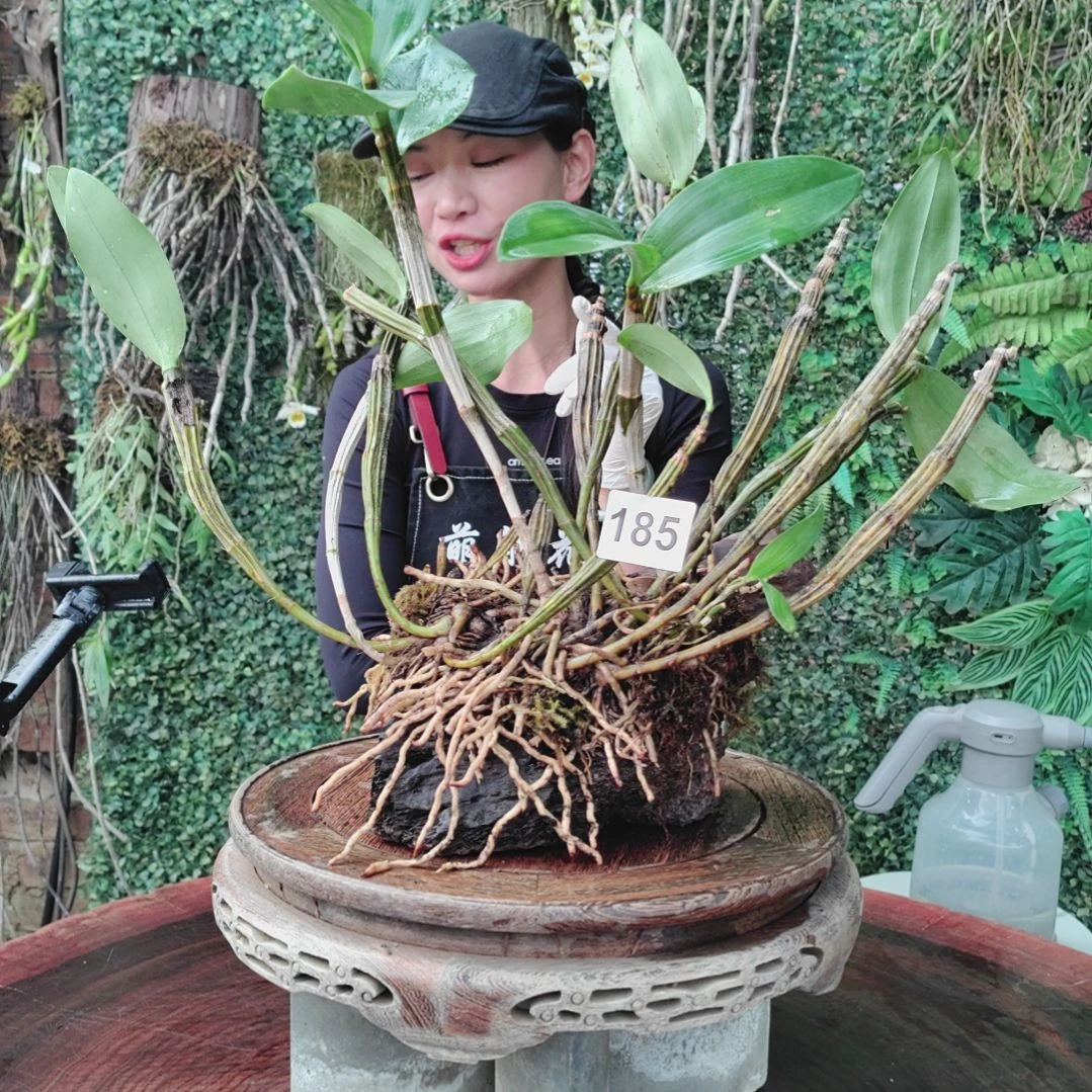185红灯笼花卉绿植微景观