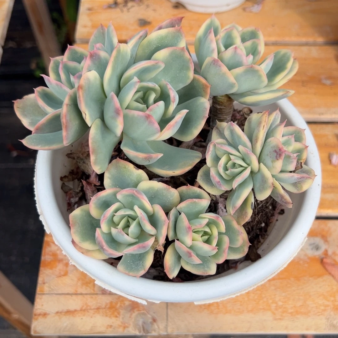 多肉植物多头绮罗锦