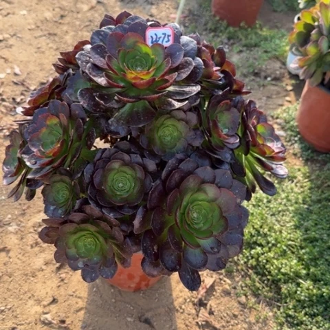 22-75赤焰莲多肉植物