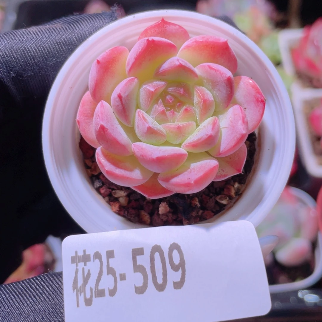 花利美25-509白桃汽水