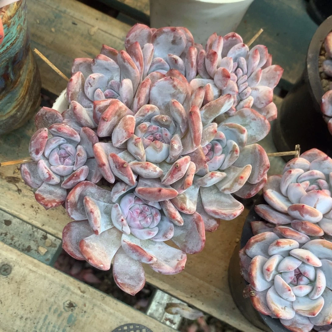 石榴籽紫皮紫心花花