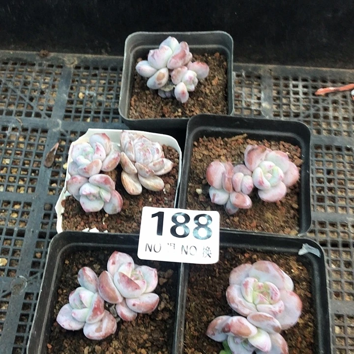 星影石榴籽福利出咯 188