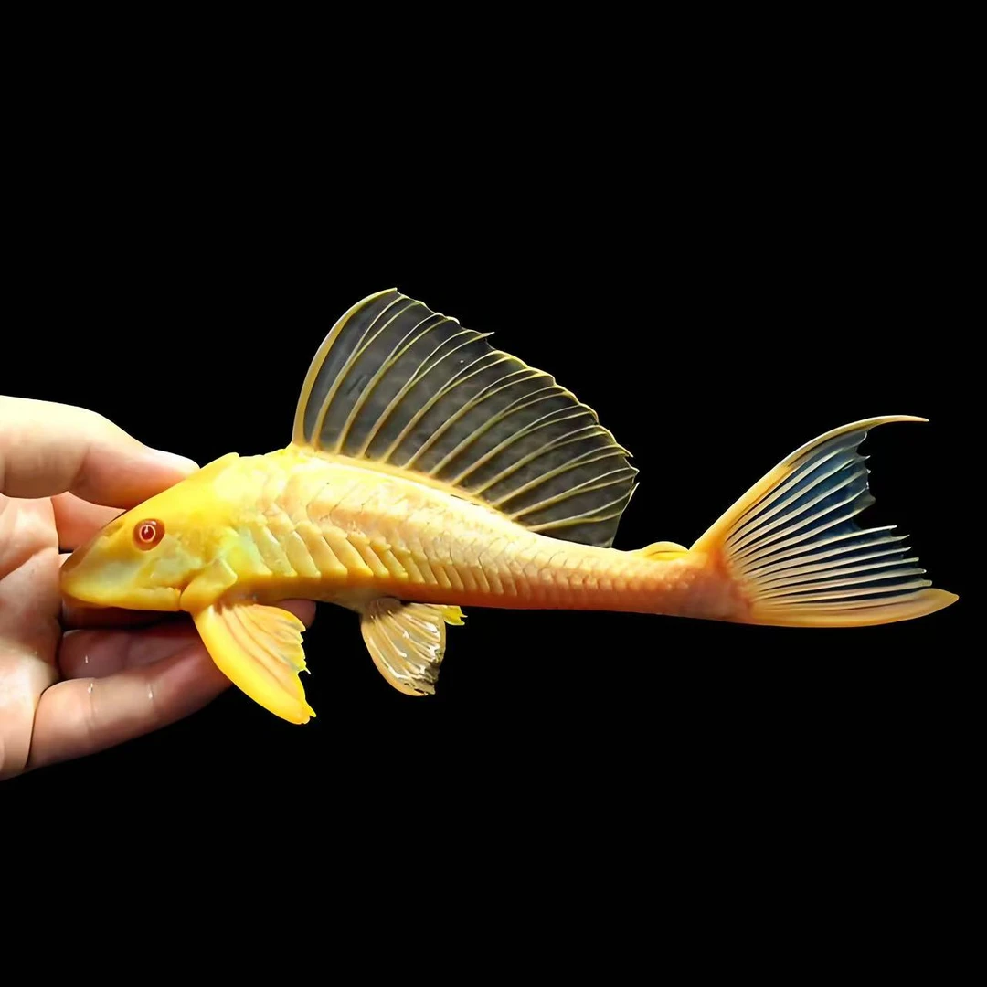 工具鱼 女王大帆 茉莉豹鼠熊猫鼠