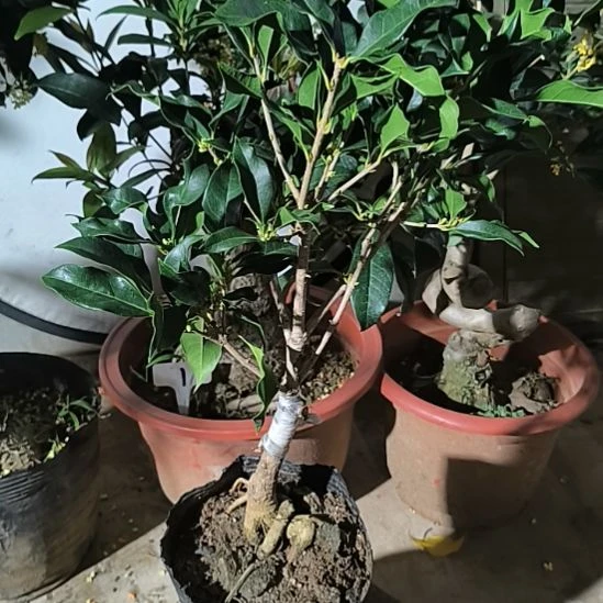 随***缘完全开放八月桂金桂