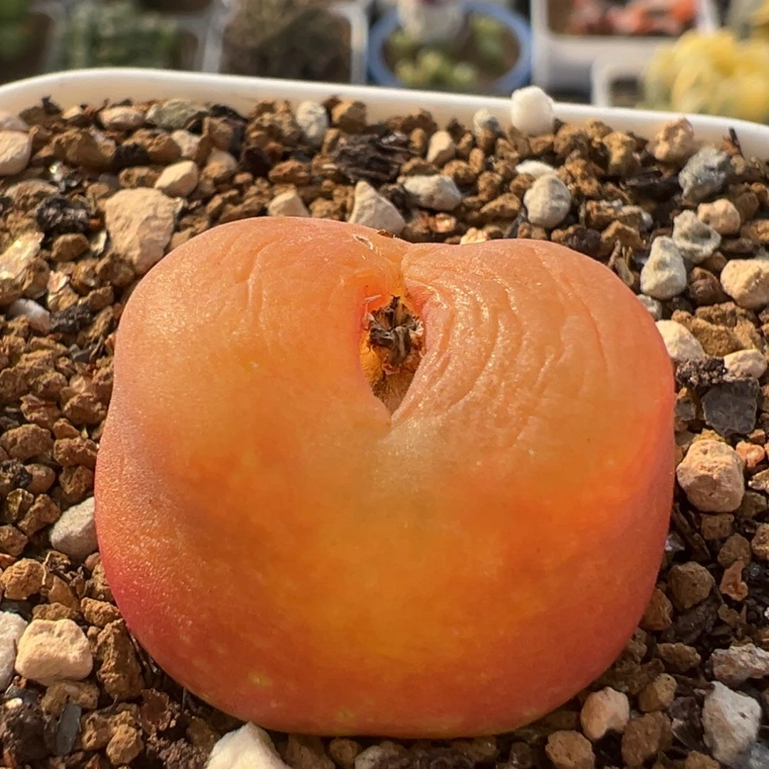 79多肉植物百科水蜜桃1430.5