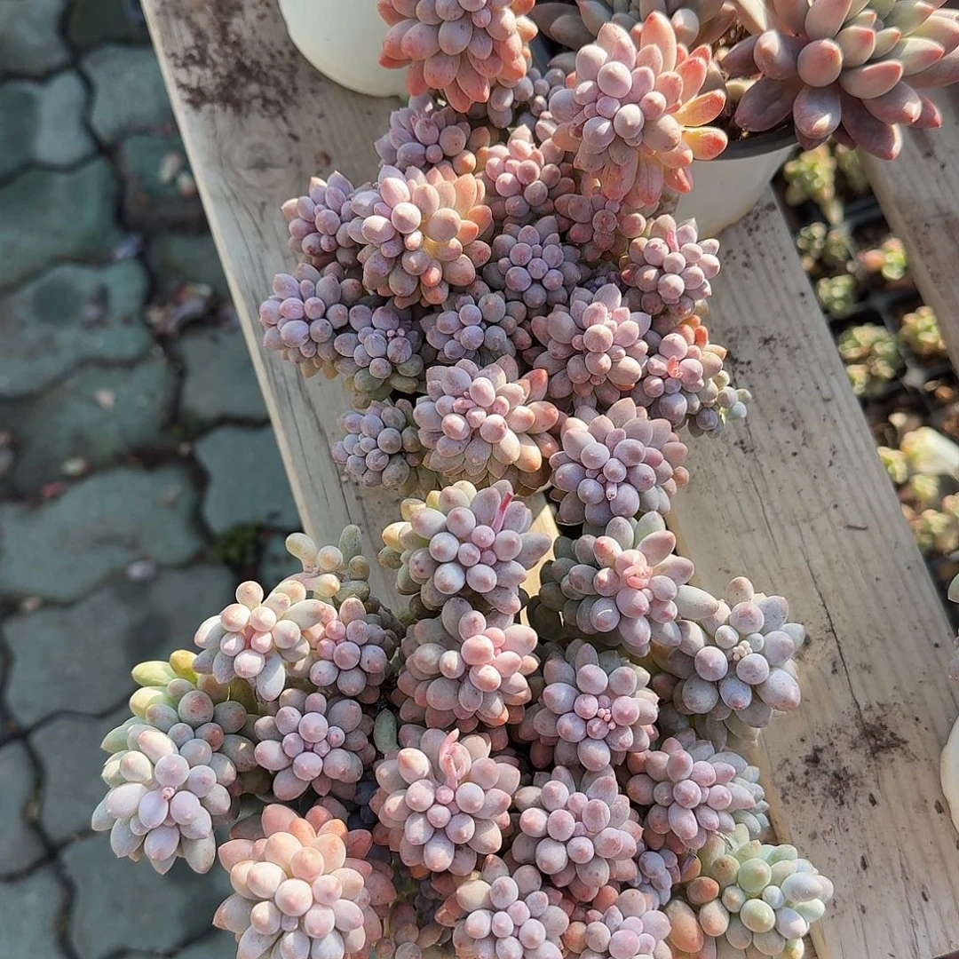 婴儿手指多肉植物