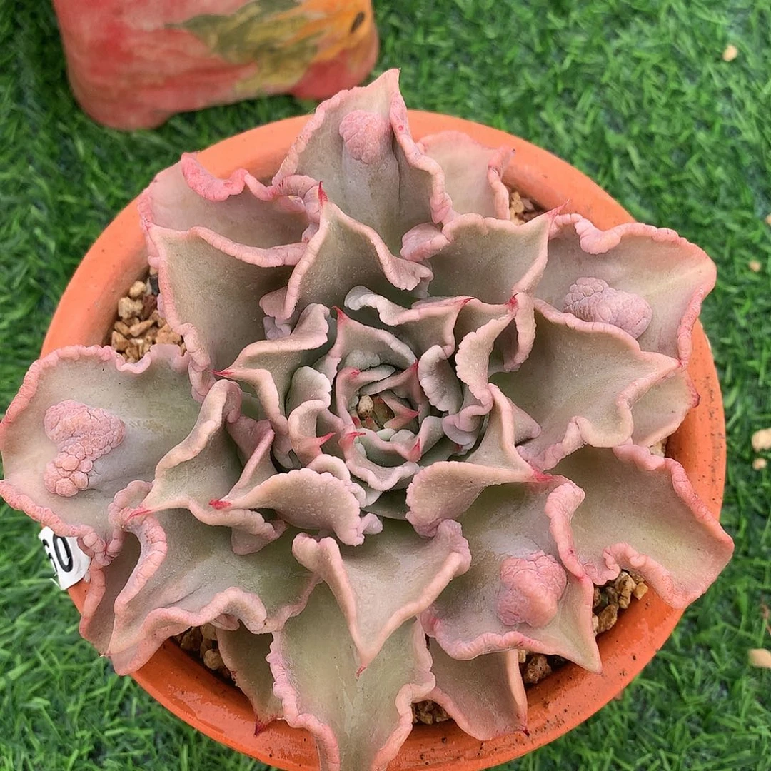 饺子皮15 公分一物一拍