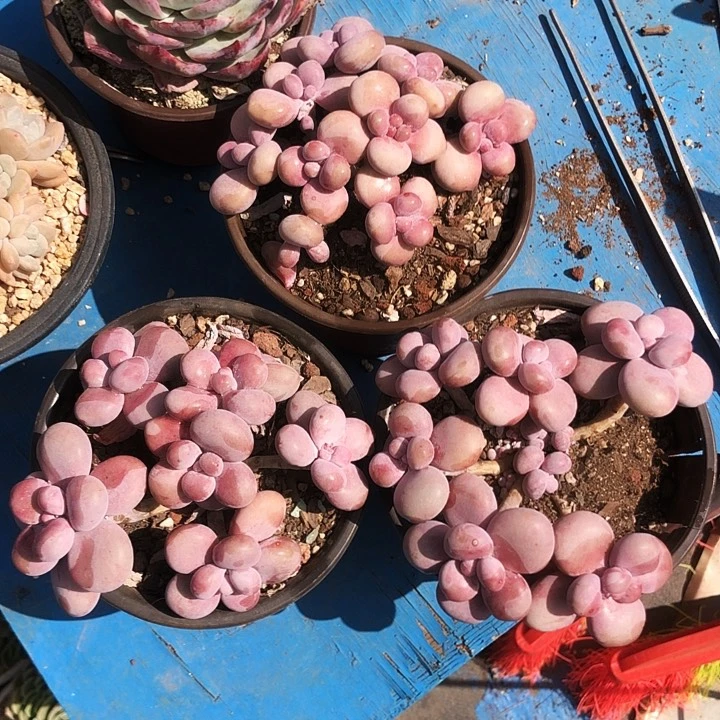 腰子桃蛋老桩多肉植物