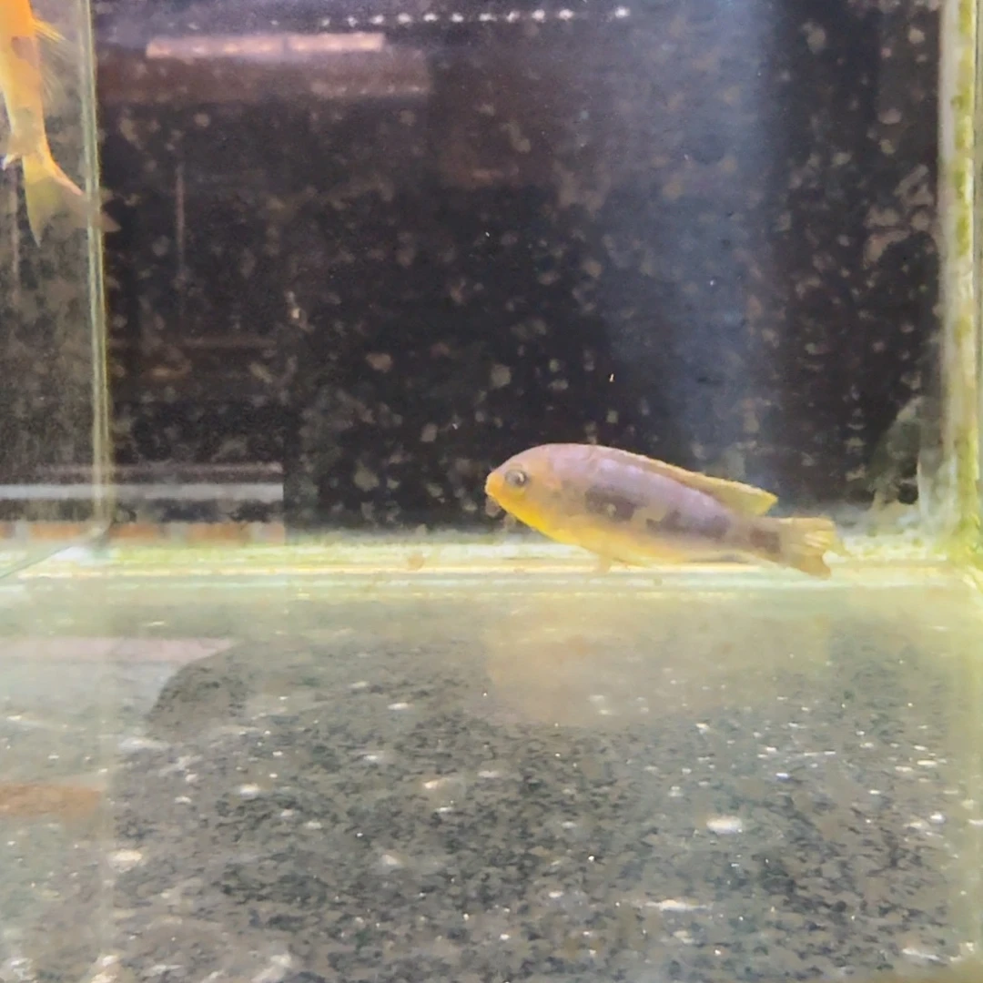慈鲷3102克里索。