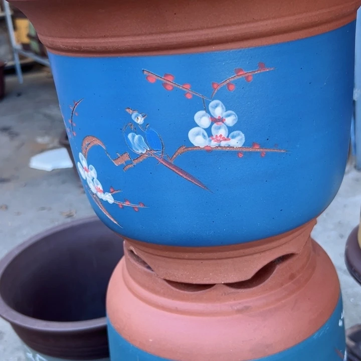 27+27蓝点菜金钟花盆花盆