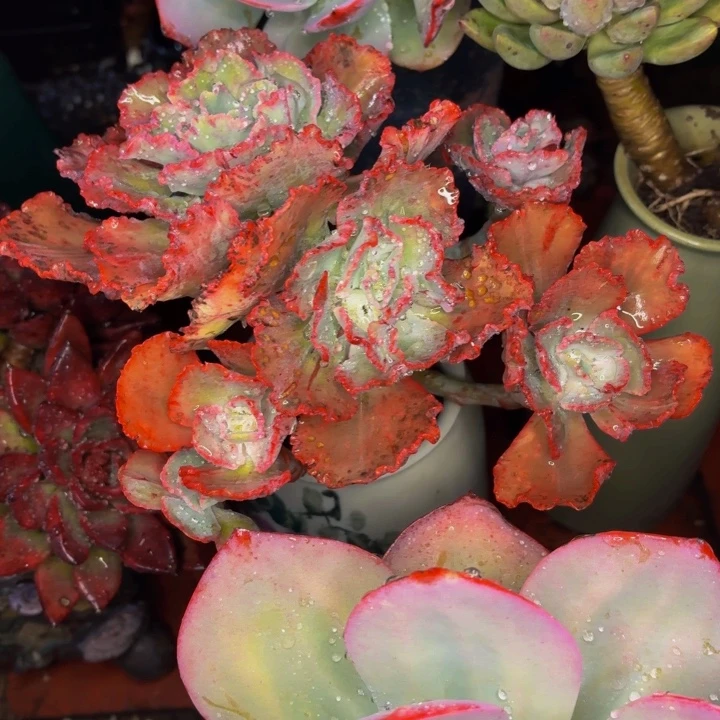 用***7老桩精品肉肉舞会红裙