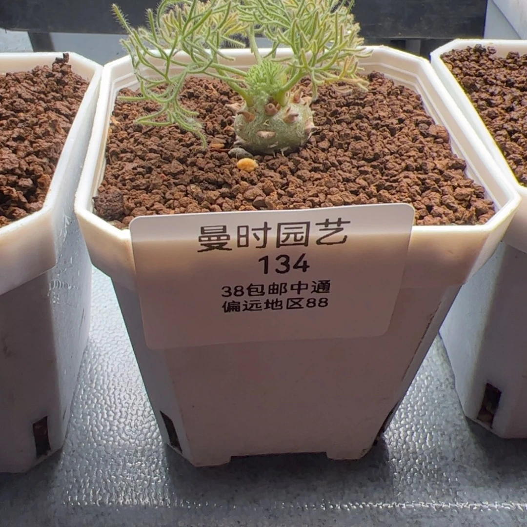 菡*2.14白皮多肉植物134