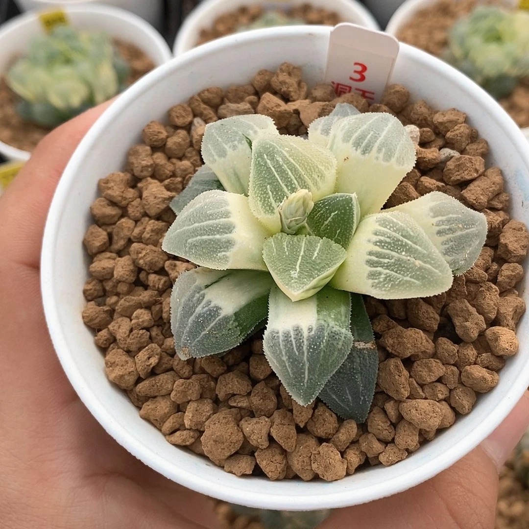 3号糊斑实生磨面锦一物一拍