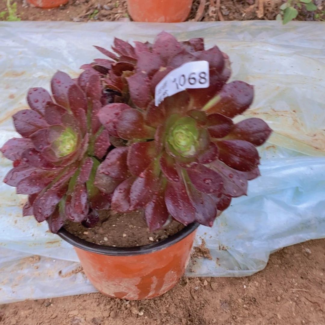 1068号一物一拍多肉植物