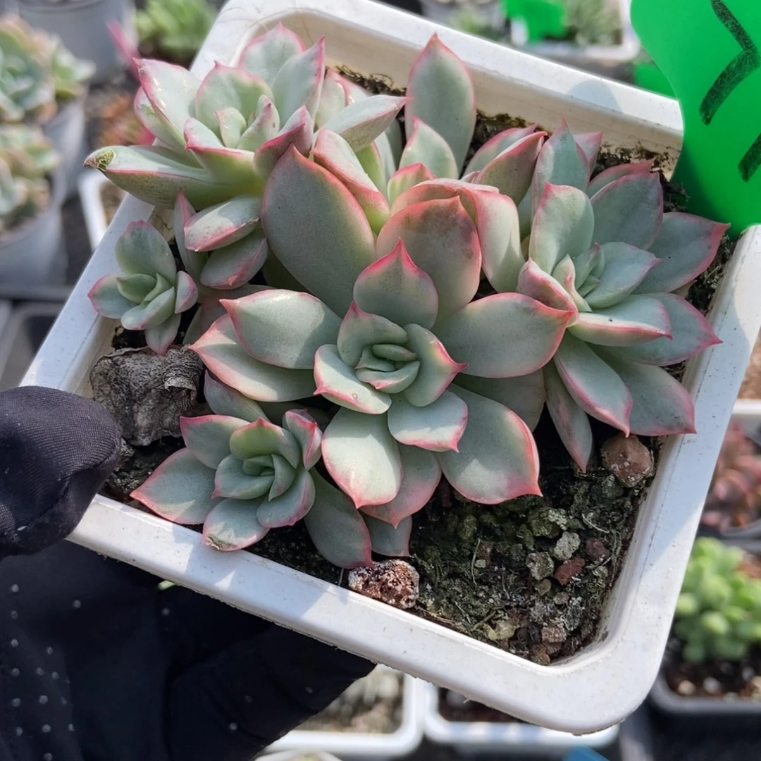 779月光女神锦多肉植物