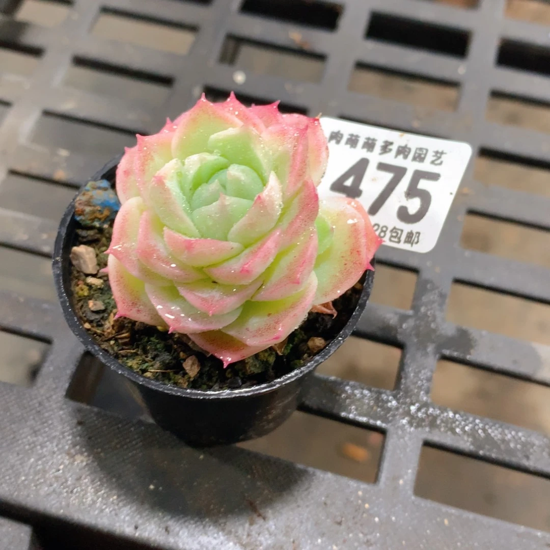 肉萌萌拇指盆精控多肉ZP475