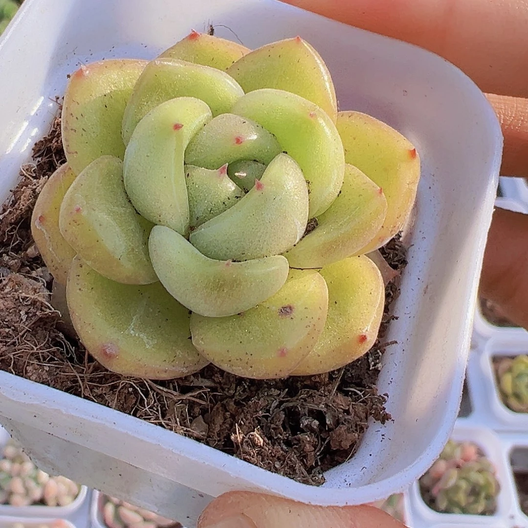 白底绿珍妮19包邮多肉