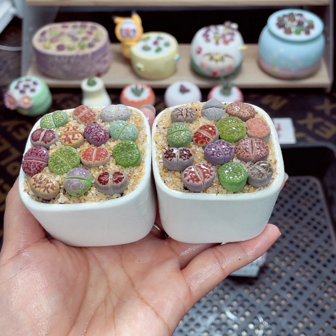 w5056 带盆土发货一物一拍