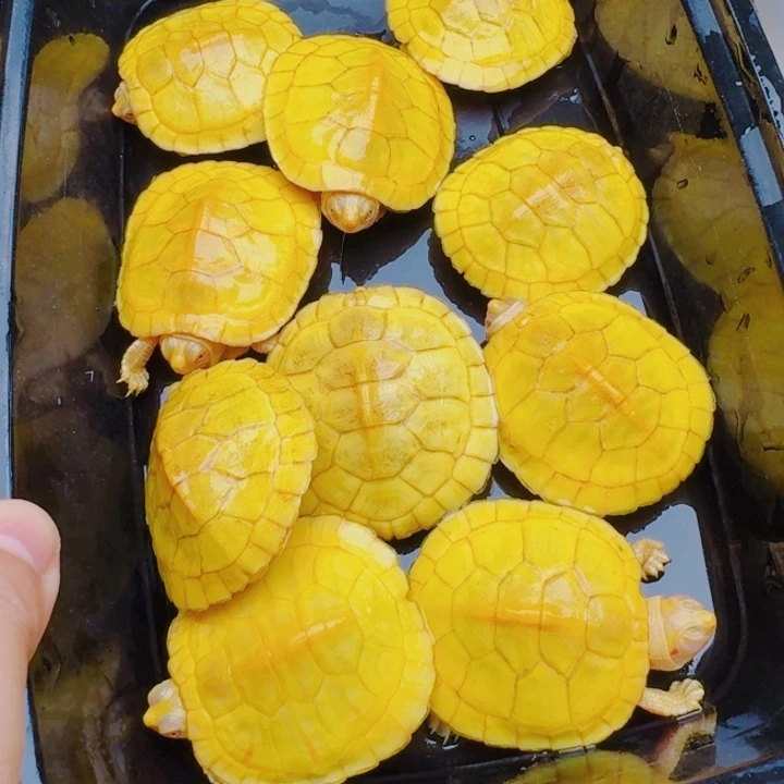 @***n母宠物龟1111111111