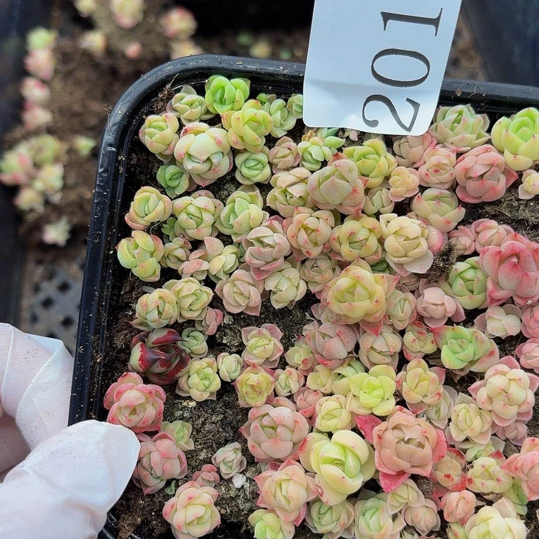 多肉植物多肉植物201