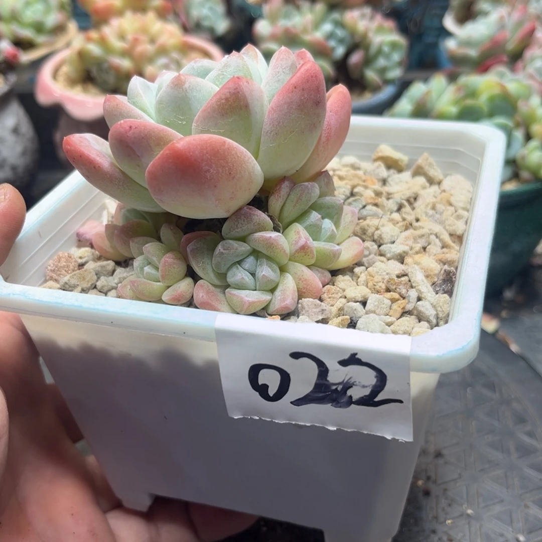 022冰玉老桩带崽7厘米