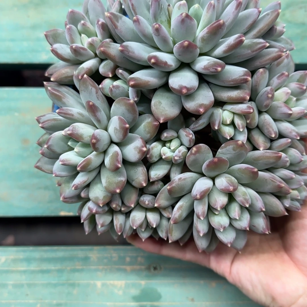 13头天使之翼，发货点延迟