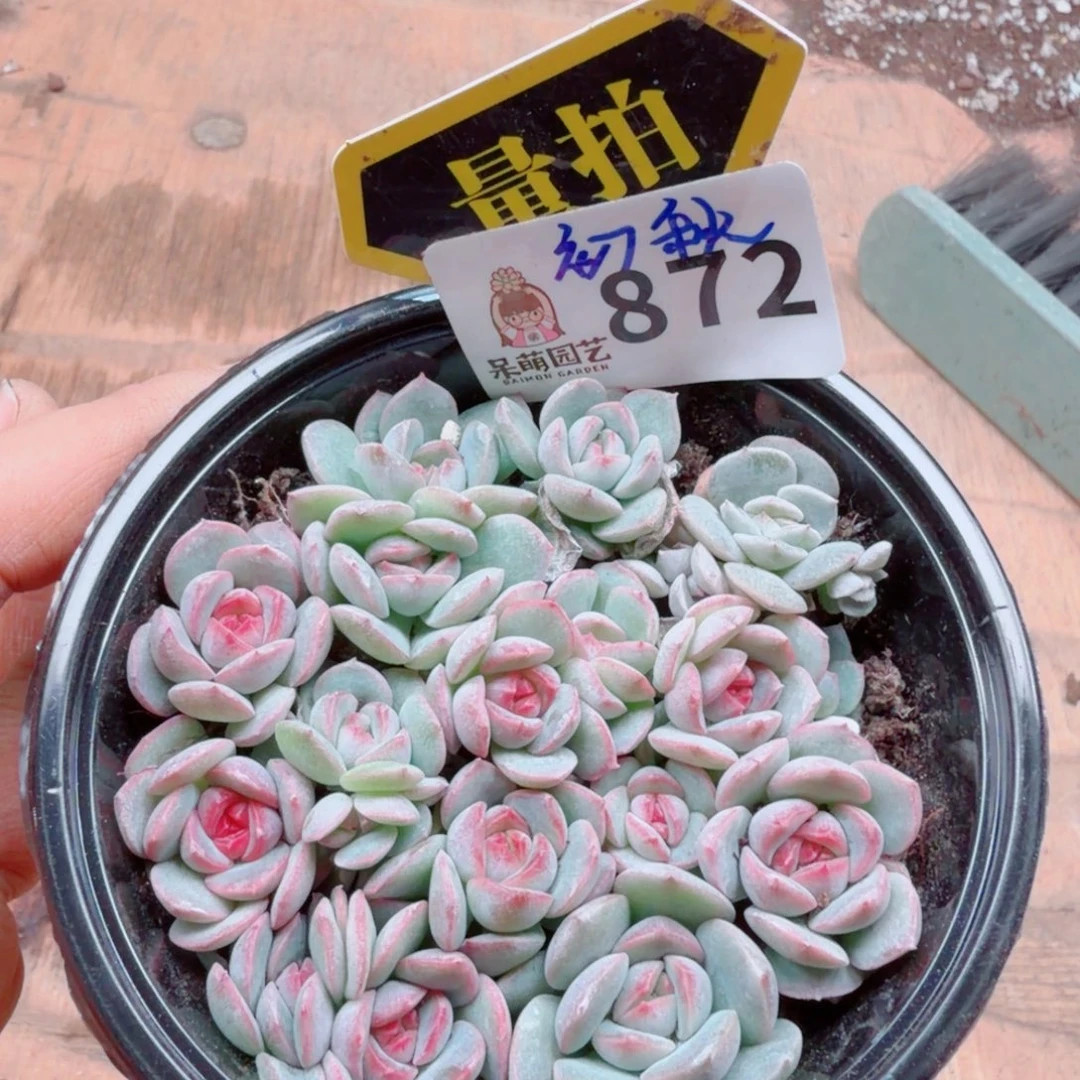 多肉植物多肉植物