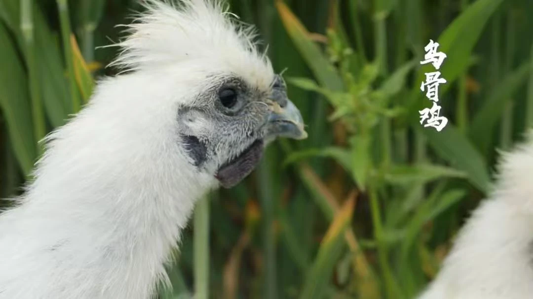 乌鸡一年左右，毛重三斤半左右，净重二斤半左右一只