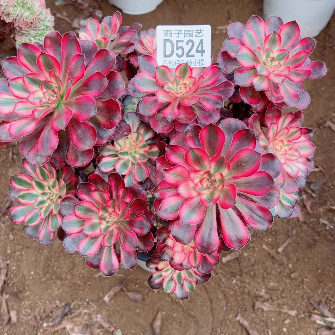 524丽娜雨子多肉植物