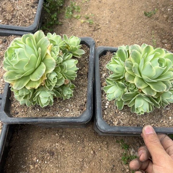 山地玫瑰锦多肉植物两颗组