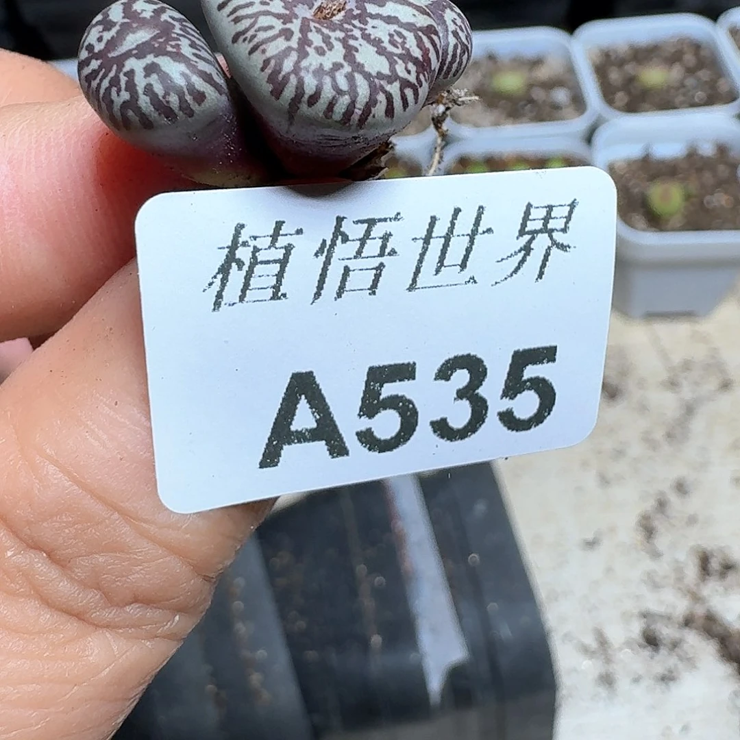 535号多人多肉植物哇c c