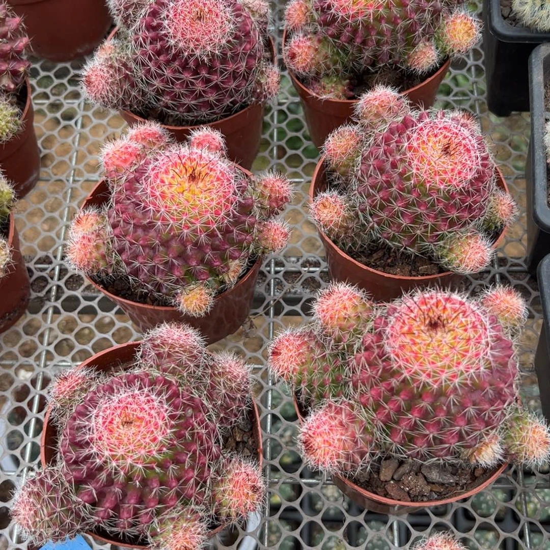 红娜丸随机一颗。