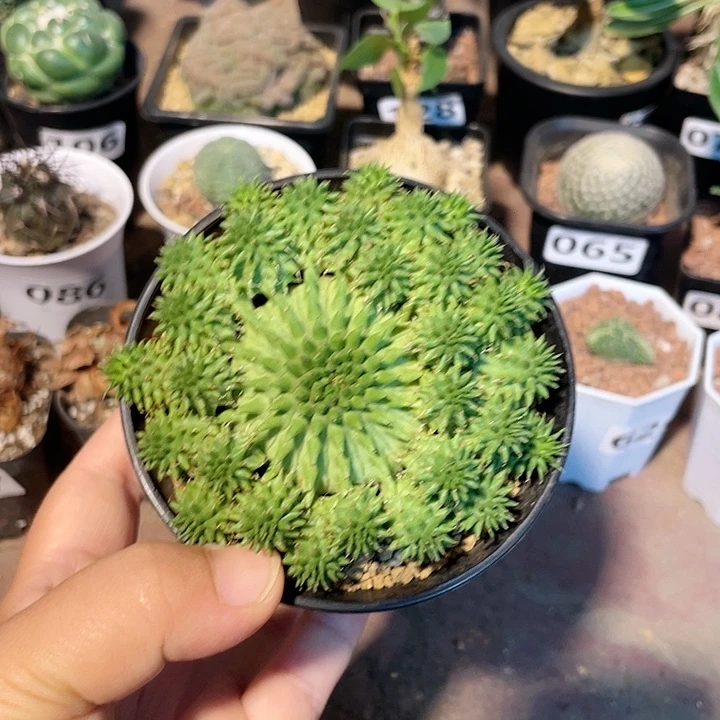 102实生大多头海胆大戟