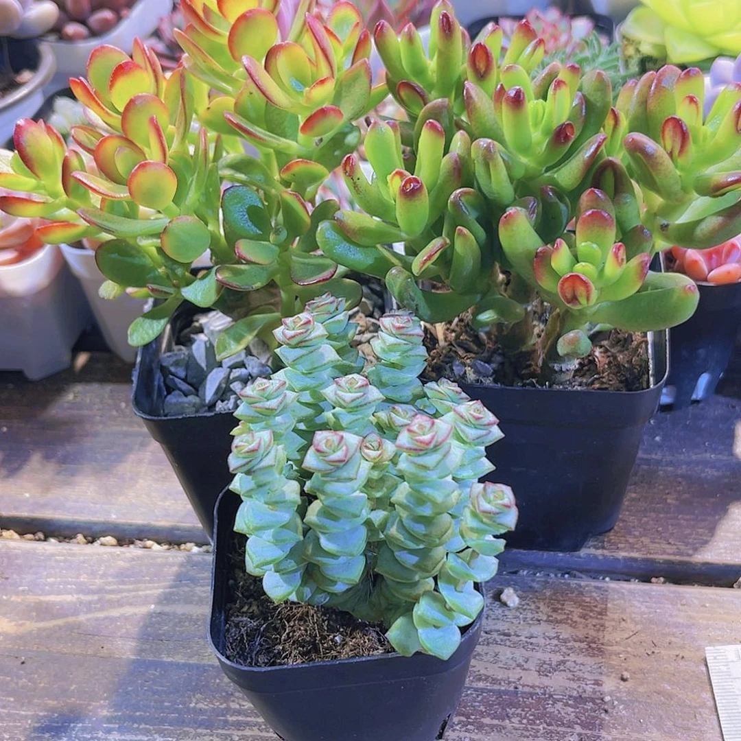 钱多。招财猫。姬红花月