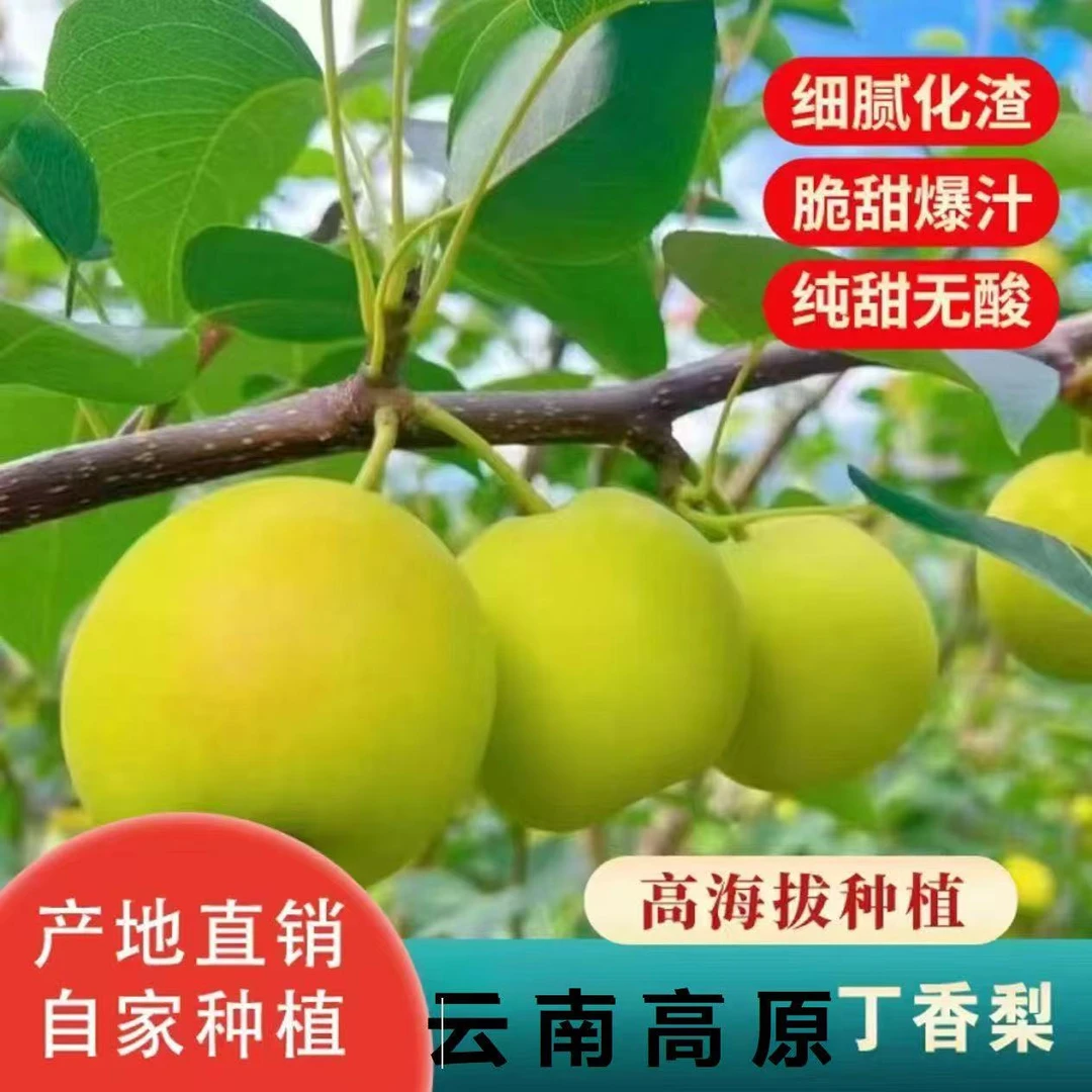 脆甜薄汁丁香梨云南特产高海拔种植果肉细腻纯甜无渣