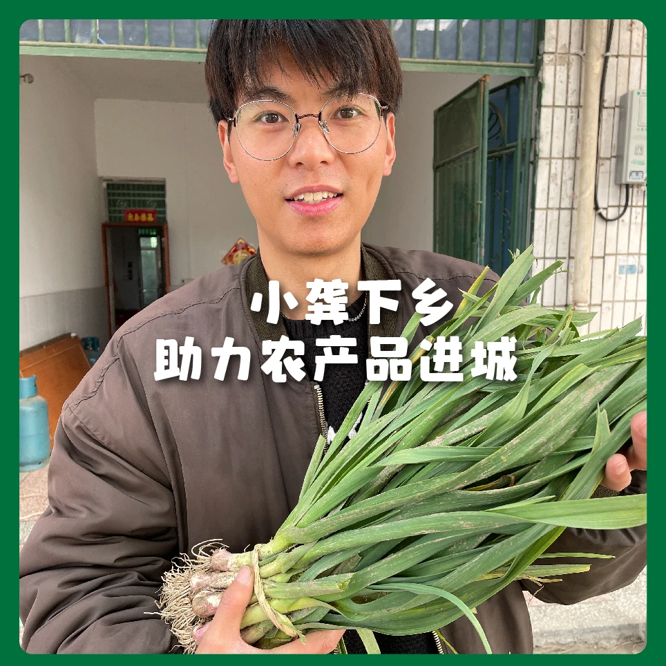 湖南红皮大蒜苗新鲜蔬菜农家自种香蒜现挖现发大蒜叶