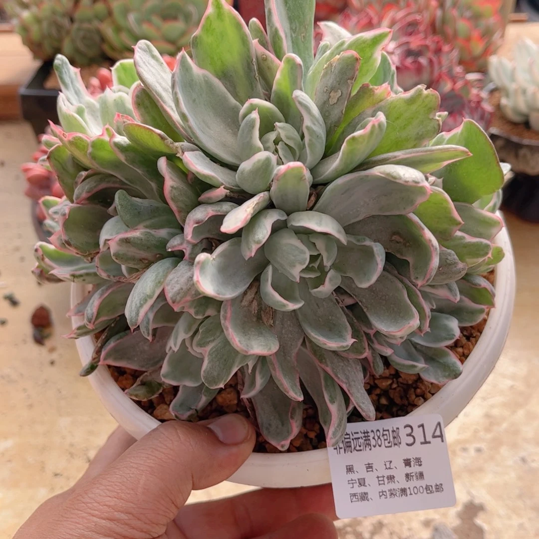 314伯克利锦德华多肉