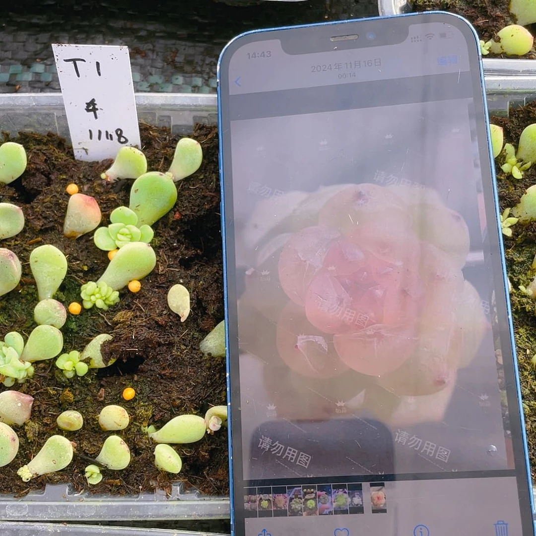 舟舟T1 芝麻苗一个满25包邮