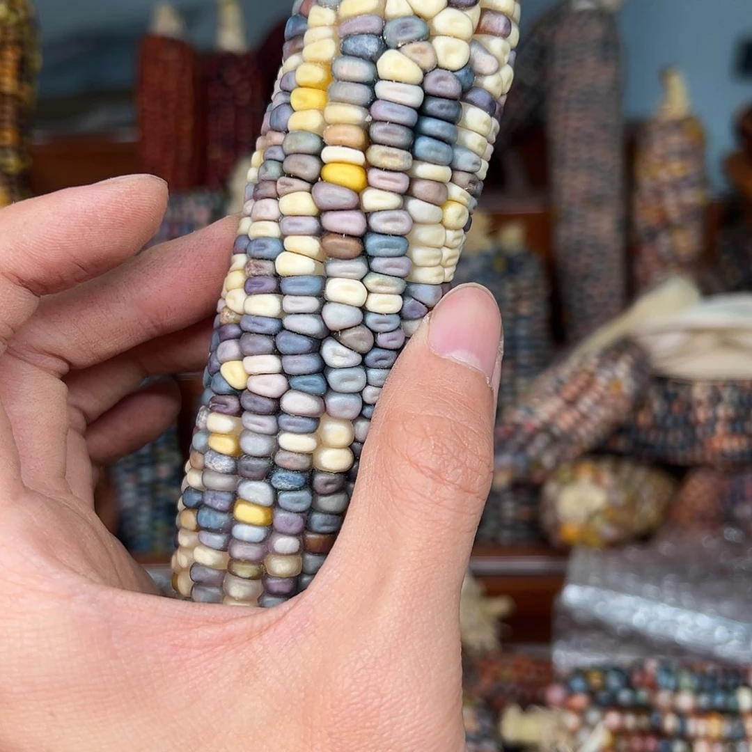 我***见文玩玉米毛料精品