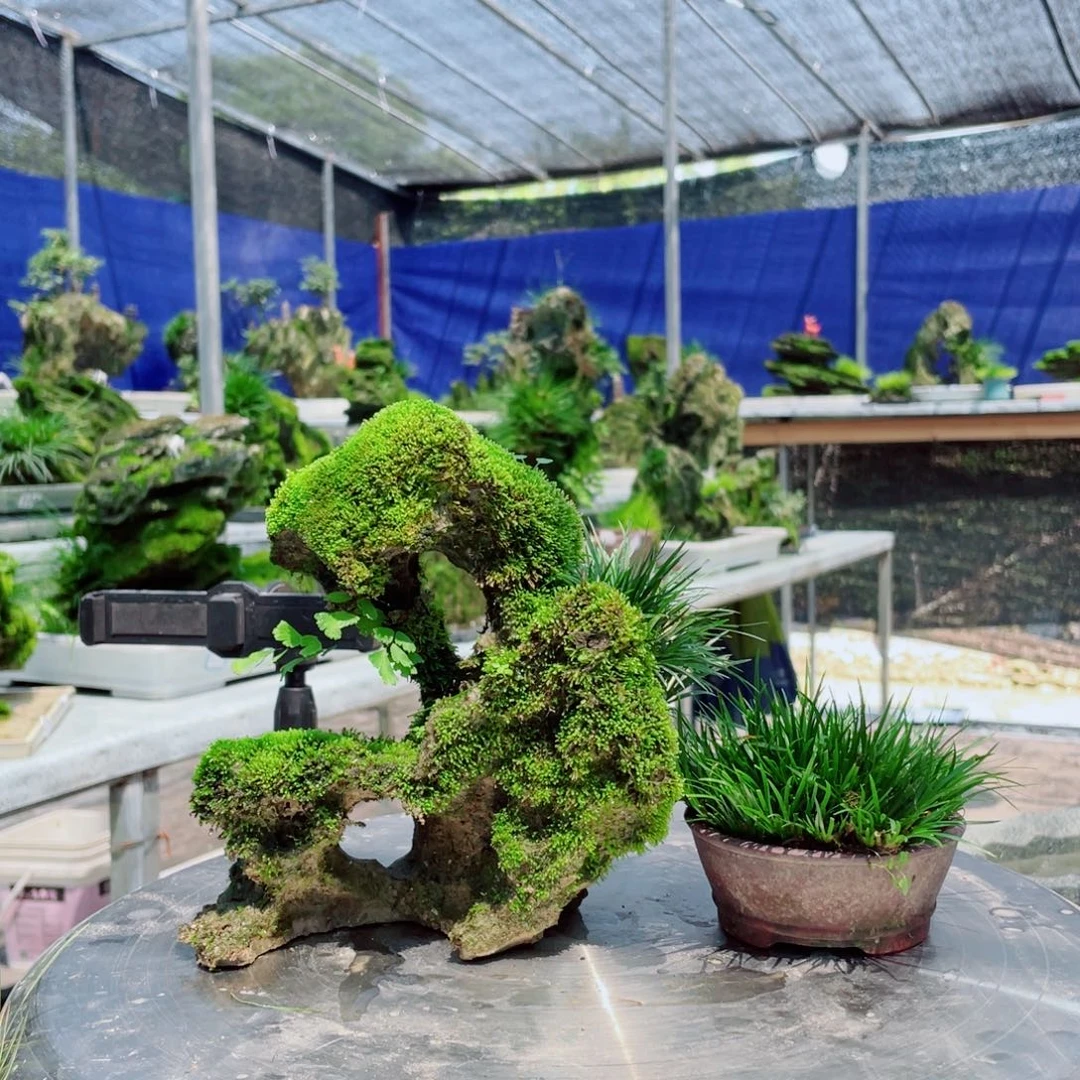 完全开放意阔老师纯手工原创不带盆