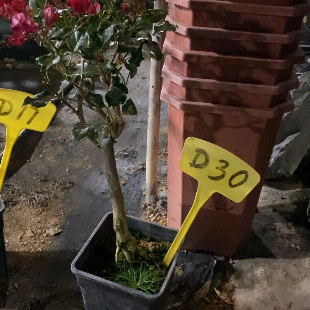 无花朵三角梅黑美人D30