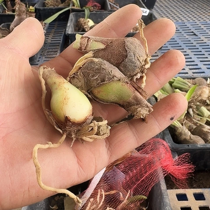 幻蝶朱顶红一棵2+