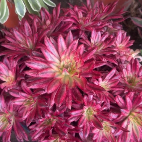 法师朱雀2颗无售后不包损