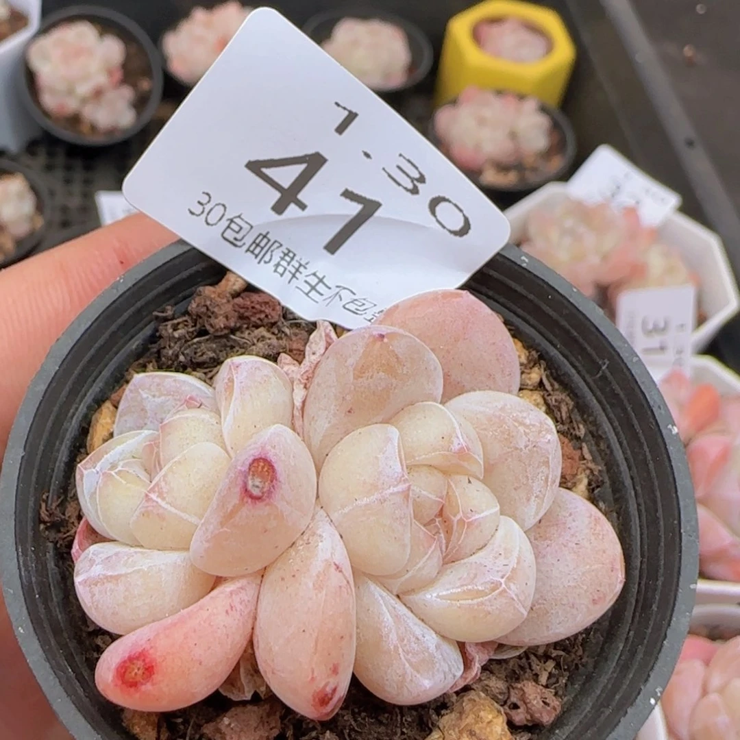 双头糖心冰玉一颗脱土