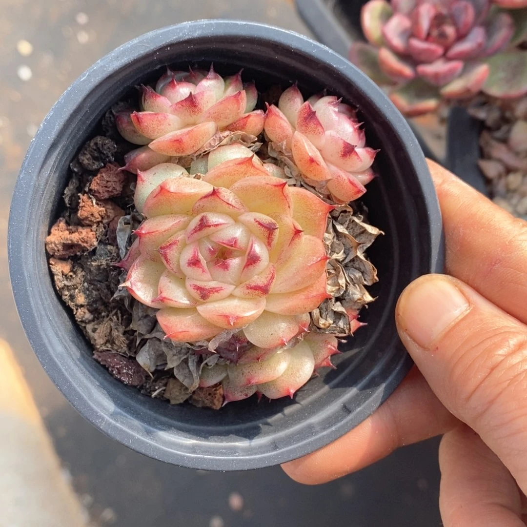 精品多肉一物一拍不包整159