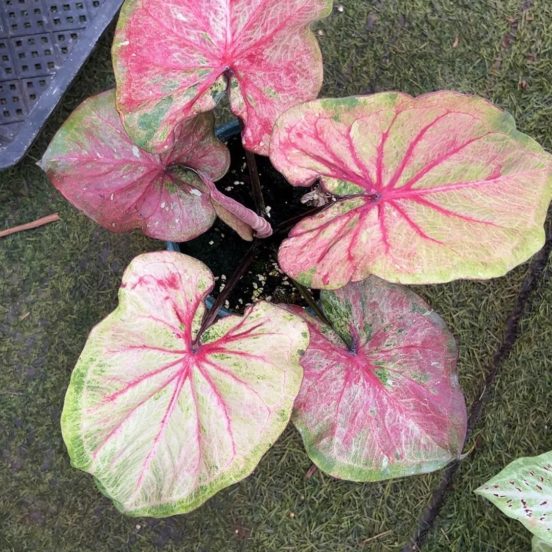 无花朵泰彩个体养定14